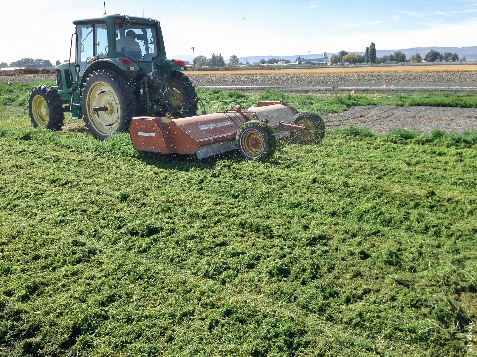 To make the organic nitrogen in the cover crop available to the next crop planted in the field, the cover crop is chopped, above, and then tilled into the soil, where the nitrogen is mineralized by microbes.