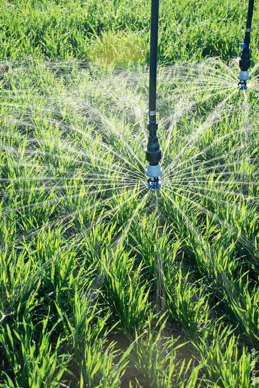 A wheat crop is irrigated in Five Points with a low-elevation spray application system, which has applicators positioned 12 to 18 inches above the ground.