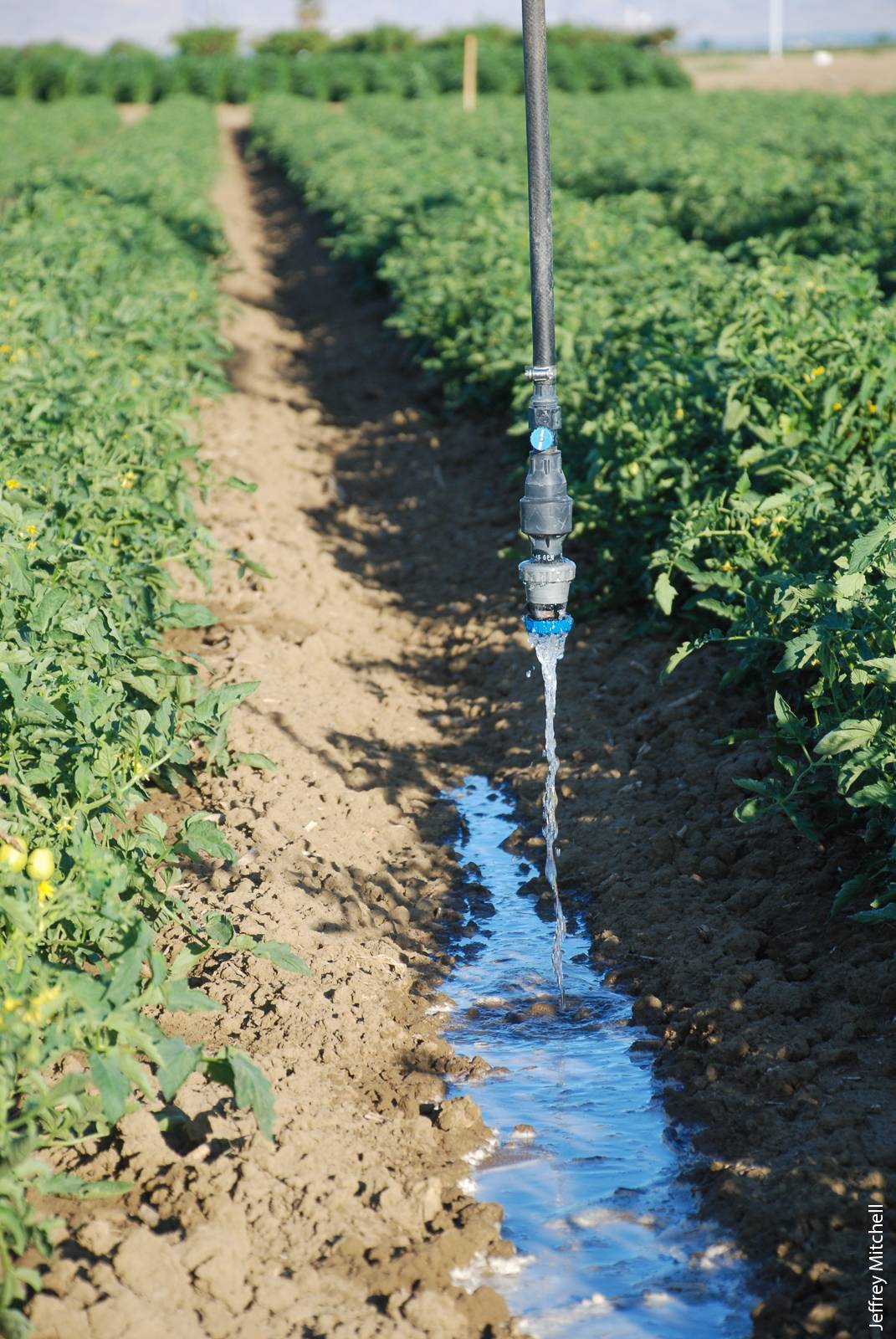 Researchers used bubbler nozzles, above, on the tomato crop from transplant establishment through the early vegetative growth phase to minimize soil evaporation.