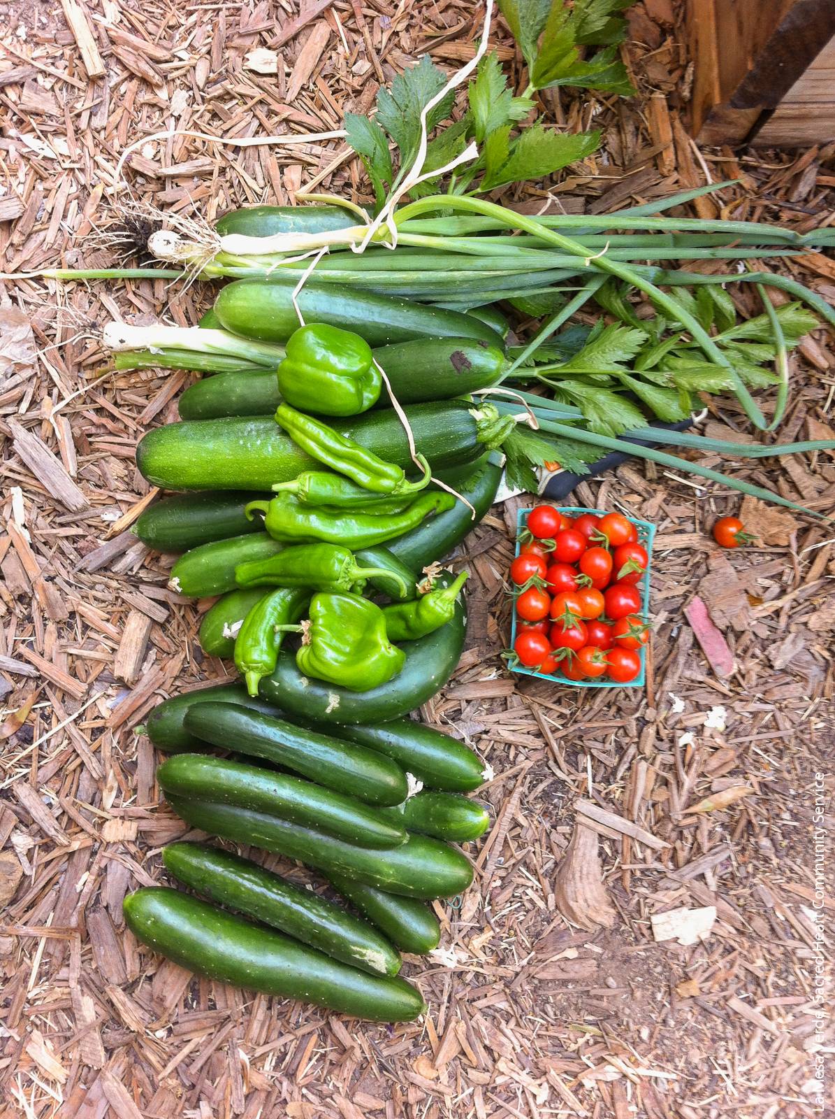 One summer day's harvest from the demonstration garden located at Sacred Heart Community Service in San Jose. Both home and community gardeners doubled their vegetable intake to an average of 4 cups per day during the peak of the summer growing season.