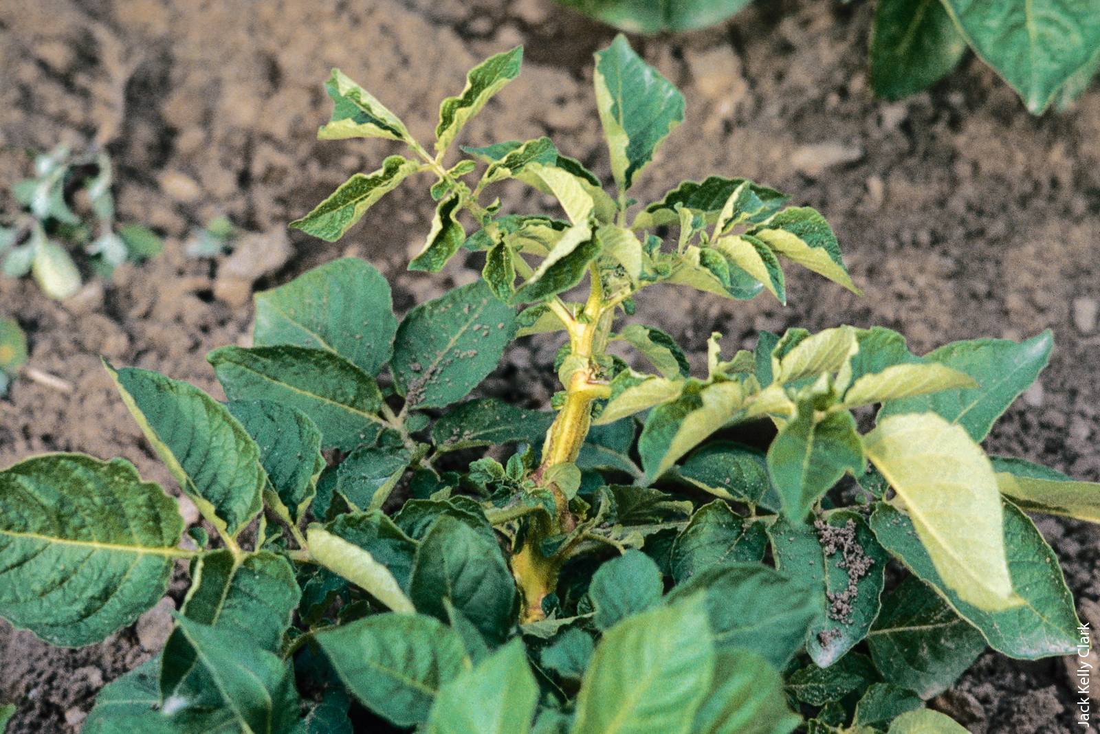 Feeding by potato psyllid can stunt the growth of potato leaves and cause leaflets to roll upward and turn yellow.