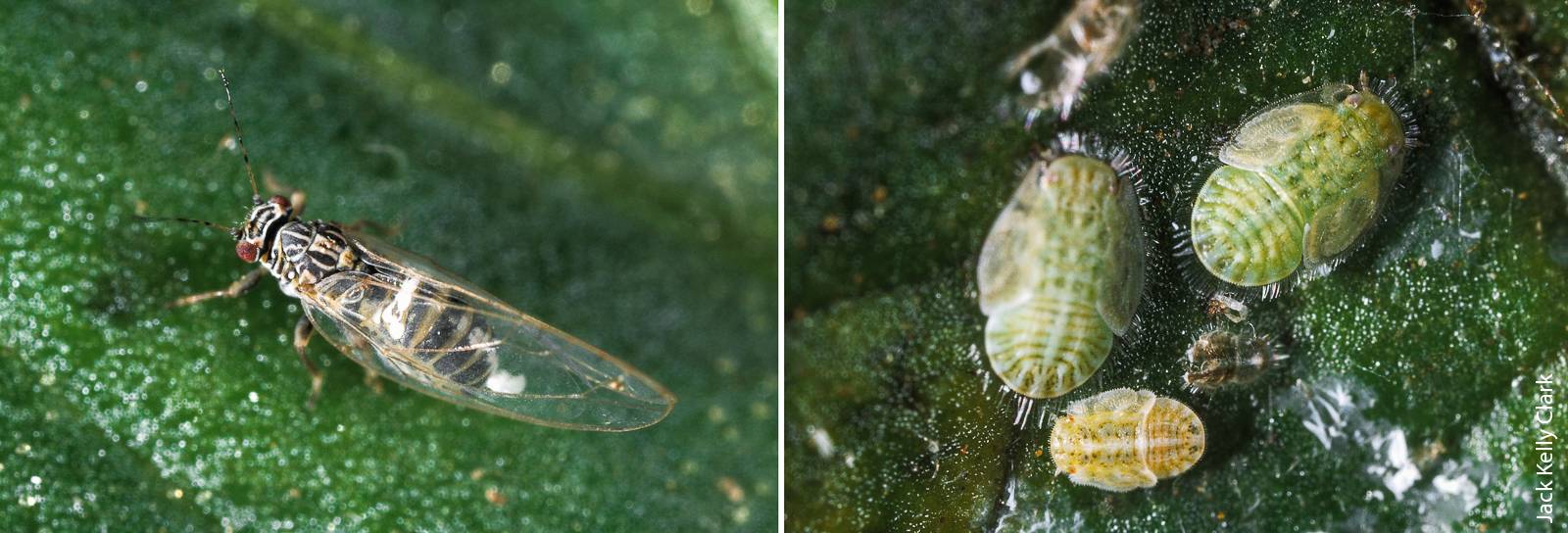 Psyllid adult, left, and psyllid nymphs, right. Adult potato psyllids are cicadalike in appearance. Although feeding by adults usually does not damage potato plants, their presence indicates a need to check for nymphs. Potato psyllid nymphs have a flattened, scalelike appearance.