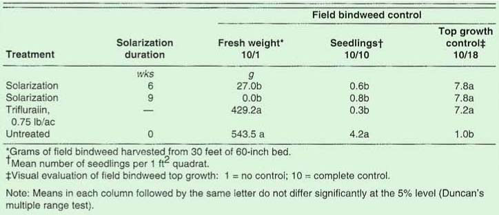 Field bindweed control with soil solarization for 6 or 9 weeks in Davis, California, 1990