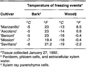 California olive cultivar coldhardiness as indicated by bark and wood freezing temperatures in differential thermal analysis