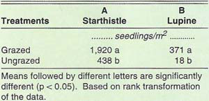 Density counts of (A) yellow starthistle seedlings before spring grazing and (B) Lupinus bicolor seedlings, February 1992, UC Agronomy Farm