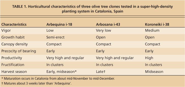 Horticultural characteristics of three olive tree clones tested in a super-high-density planting system in Catalonia, Spain