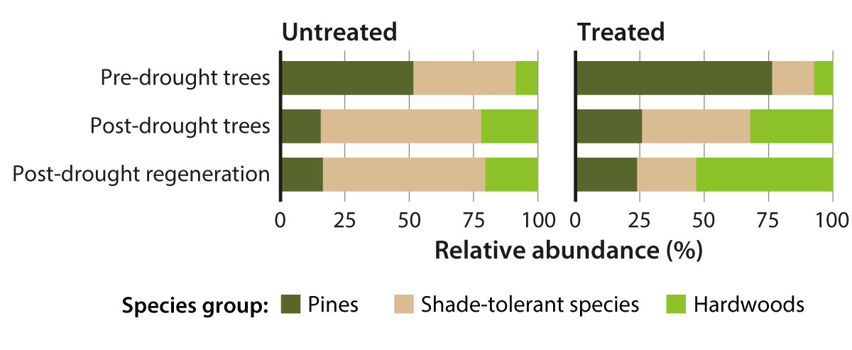Drought has increased the dominance of shade-tolerant species, especially in unthinned stands. Thinned stands include more pines and hardwoods (Young et al., in review).