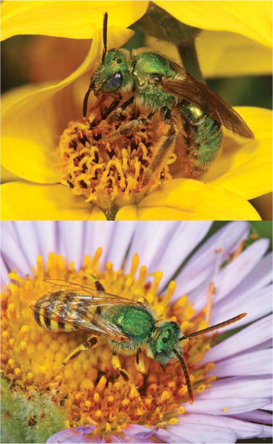 sweat bees (top) female on bidens (bottom) male on sea daisy, Rollin Coville  