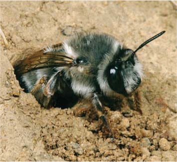 digger bee at her nest, photo Rollin Corville 